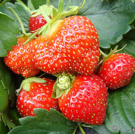 Земляника (клубника) 'Мара'