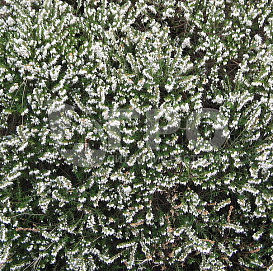 Эрика дарленская 'Силберсмелз'