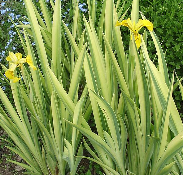 Ирис болотный Вариегата (Variegata)