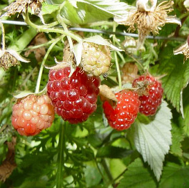 Малина 'Новость Кузьмина'