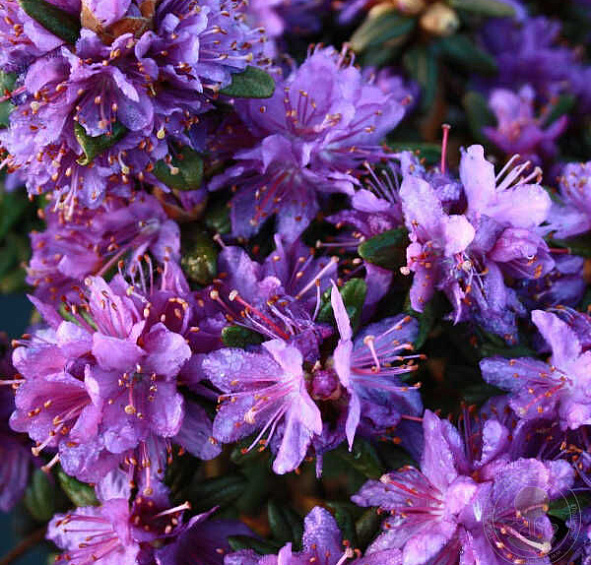 Рододендрон гибридный 'Пурпл пиллоу' (фиолетовый)