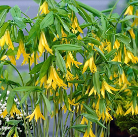 Увулярия крупноцветковая