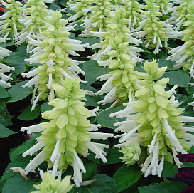 Сальвия блестящая 'Редди Уайт' (белая)