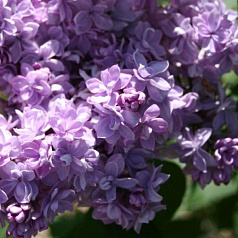 Сирень обыкновенная 'Андрей Громов' (голубовато-сиреневые)