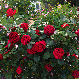 Роза 'Травиата' (чайно-гибридная) (вишневый)