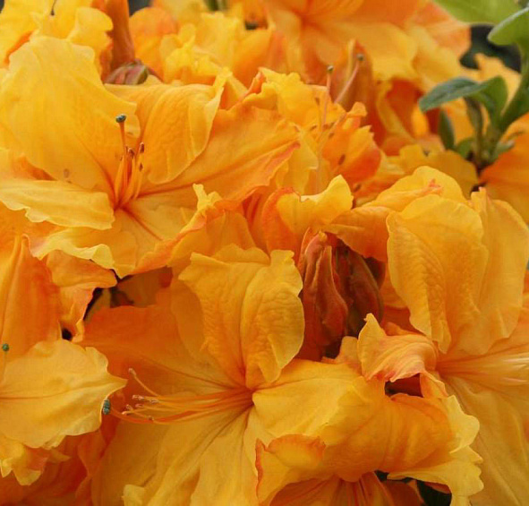 Рододендрон желтый (азалия) 'Голдстак' (желто-оранжевый)