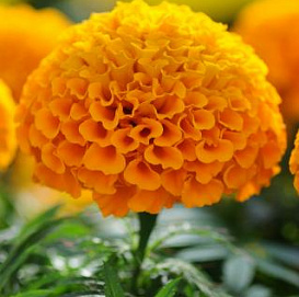 Тагетес (бархатцы) прямостоячий 'Тайшан Оранж' (оранжевый)