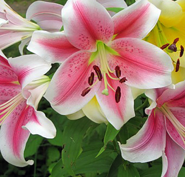 Лилия 'Пинк Бриллиант' (розово - белая)