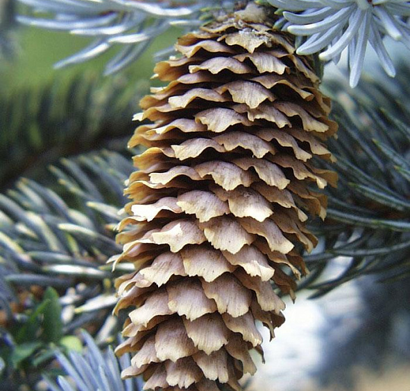 Ель колючая