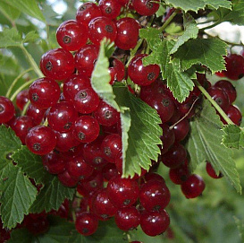 Смородина красная 'Версальская Красная'