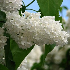 Сирень обыкновенная 'Весталка' (белая)