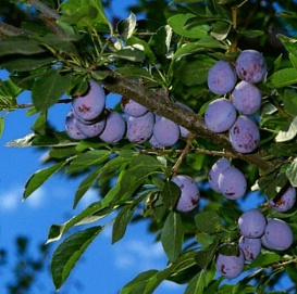 Слива 'Ника'