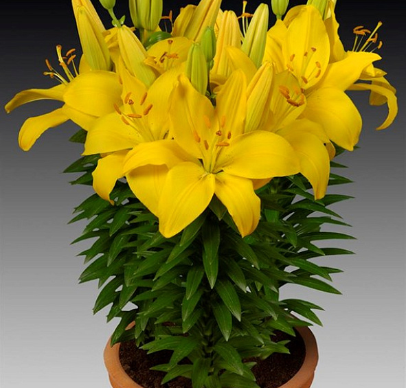 Лилия 'Рио Де Жанейро' (желтая)
