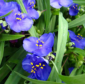 Традесканция Андерсона 'Изис'