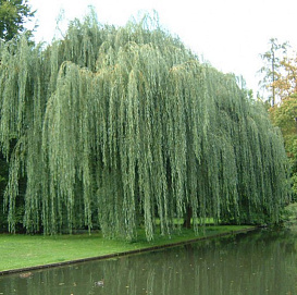 Ива белая 'Тристис'