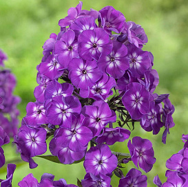 Флокс метельчатый 'Пурпл Кисс'