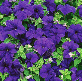 Петуния (сурфиния) гибридная 'Лимбо Блю' (синий)