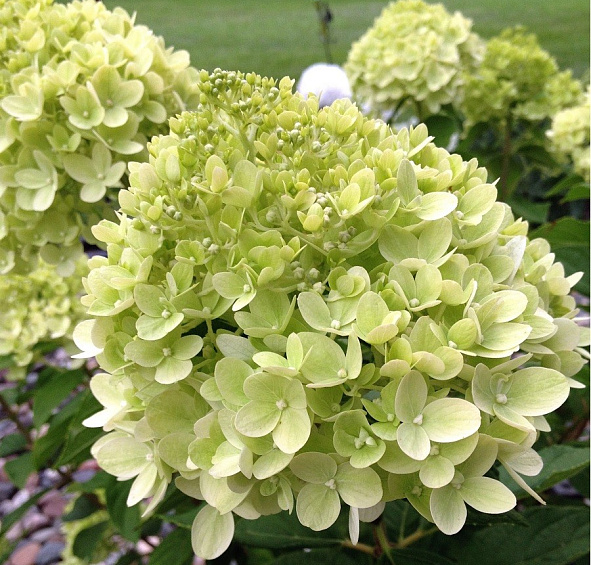 Гортензия метельчатая 'Литтл Лайм'