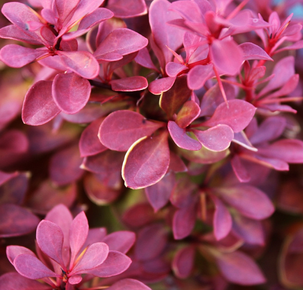 Барбарис Тунберга 'Руби Стар'