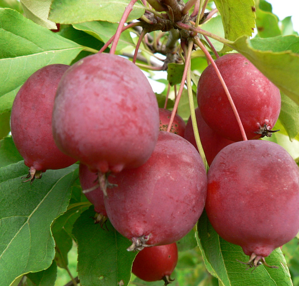 Яблоня декоративная 'Долго' (китайка)