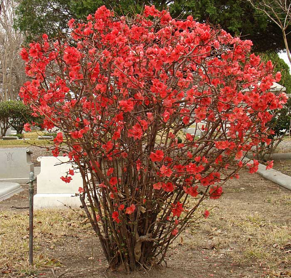 Айва японская