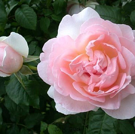 Роза 'Шарифа Асма' (парковая, чайно - гибридная) (розовая)