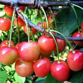 Черешня 'Медуница'