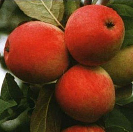 Яблоня домашняя 'Строевское'