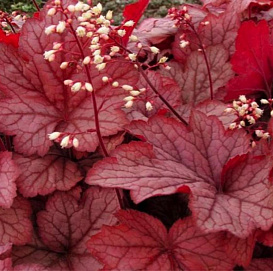 Гейхера гибридная 'Пинк Пёрлз'