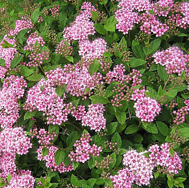 Спирея японская 'Нана'