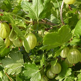 Крыжовник 'Уральский изумруд'