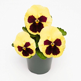 Виола Витрокка 'Инспайр Лемон Плюс' (лимонная)