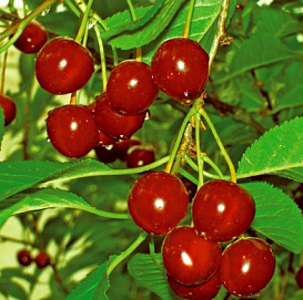 Черешня 'Родина'