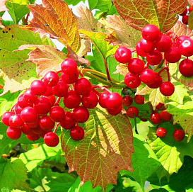 Калина обыкновенная 'Шукшинская'