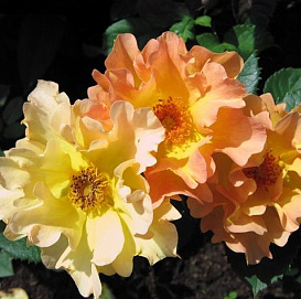 Роза 'Морден Санрайз' (парковая, флорибунда) (желтая)