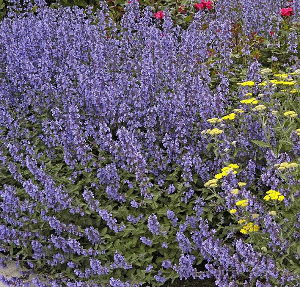 Котовник Фассена 'Уолкерс Лоу'