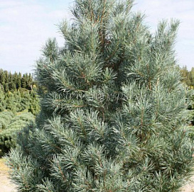 Сосна обыкновенная 'Глаука'