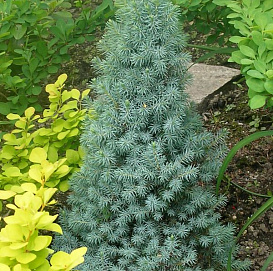 Ель сизая (канадская, белая) 'Коника Блю'