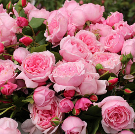 Роза 'Кис Ми Кейт' (плетистая) (розовая)