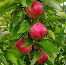 Яблоня колоновидная 'Элита'