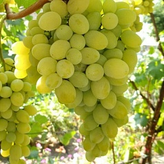 Виноград 'Августин'