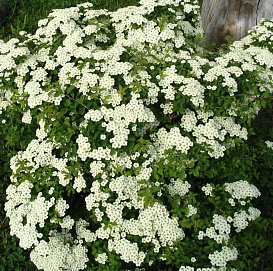 Спирея ниппонская 'Джун Брайд'