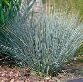 Овсец вечнозеленый