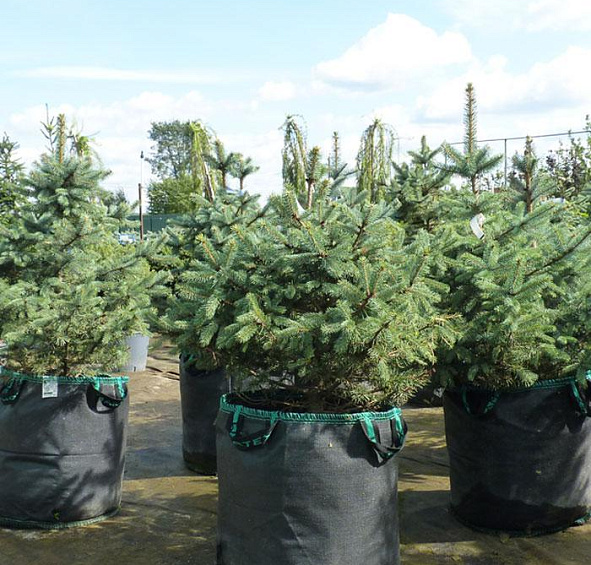 Ель колючая