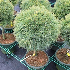 Сосна веймутова 'Минима'