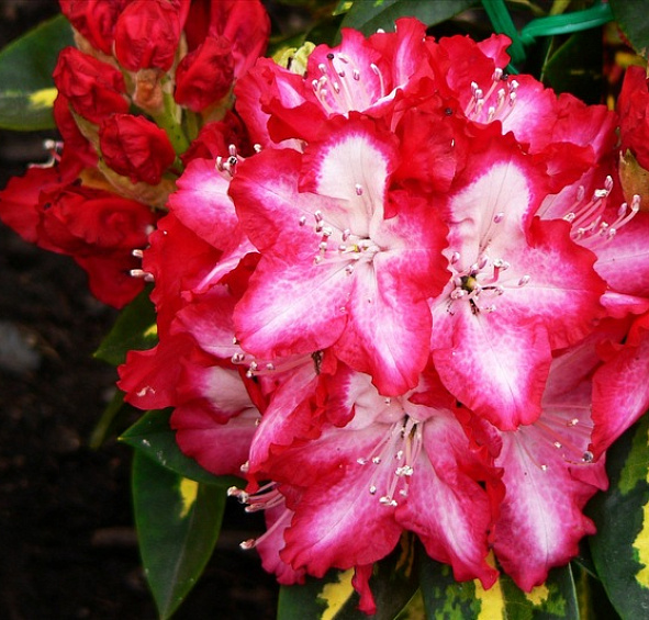 Рододендрон гибридный 'Президент Рузвельт' (красный)