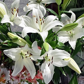 Лилия 'Кокосса' (белая)