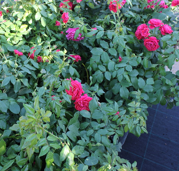 Роза 'Черри Герл' (флорибунда) (красная)