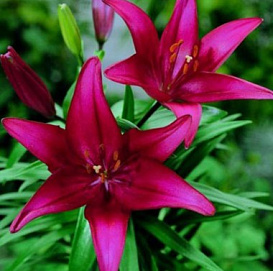 Лилия 'Эльградо' (фиолетово - вишневая)