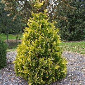Туя западная 'Ауреоспиката'